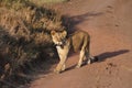 A lioness crossing the road Royalty Free Stock Photo