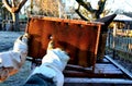 Very bad winter, a lot of hives this winter and died. frozen honeycombs and hives covered with hoarfrost. The beehives in the gard