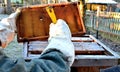 Very bad winter, a lot of hives this winter and died. frozen honeycombs and hives covered with hoarfrost. The beehives in the gard