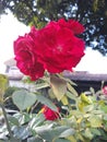 A very beatiful red rose