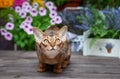 Very beautiful Abyssinian cat, kitten