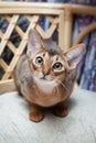 Very beautiful Abyssinian cat, kitten on the background of a lavender Royalty Free Stock Photo