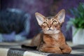 Very beautiful Abyssinian cat, kitten on the background of a lavender field Royalty Free Stock Photo