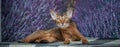 Very beautiful Abyssinian cat, kitten on the background of a lavender field