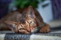 Very beautiful Abyssinian cat, kitten on the background of a lavender field, Royalty Free Stock Photo