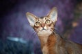 Very beautiful Abyssinian cat, kitten on the background of a lavender field Royalty Free Stock Photo