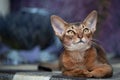 Very beautiful Abyssinian cat, kitten on the background of a lavender field, closeup portrait Royalty Free Stock Photo