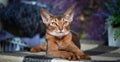 Very beautiful Abyssinian cat, kitten on the background of a lavender field Royalty Free Stock Photo