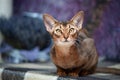 Very beautiful Abyssinian cat, kitten on the background of a lavender field, looking at the camera Royalty Free Stock Photo