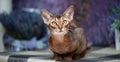 Very beautiful Abyssinian cat, kitten on the background of a lavender field Royalty Free Stock Photo