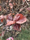 very beautiful Acalypha wilkesiana copper or mahroon color leaves. Royalty Free Stock Photo