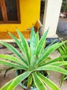 very beautiful agave angustifolia plant Royalty Free Stock Photo