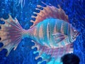 This is a very beautiful artificial fish that was made to show people