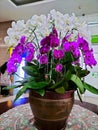 Very beautiful and attractive orchids from Indonesia