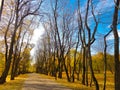 Lovely maple alley in the park.