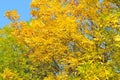 Very beautiful autumnal golden ash tree