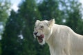 Very beautiful background with the screaming white lion