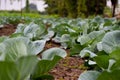 Very beautiful view of growing cabbages