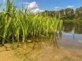 very beautiful bank of the Berezina river in summer Royalty Free Stock Photo