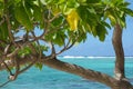 Huahine beach Royalty Free Stock Photo