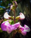 Very beautiful bean flowers. Flowers will be bushed. Royalty Free Stock Photo