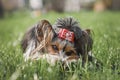 Very beautiful Biewer Yorkie puppy with a red butterfly in green grass Royalty Free Stock Photo