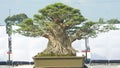 very beautiful big bonsai plants displayed in contests or exhibitions