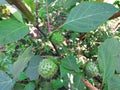 Beautiful exotic fruit of a datura plant Royalty Free Stock Photo