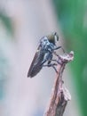 very beautiful black flies