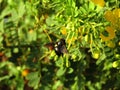 Very beautiful black HONEY BEE on green plant.