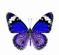 beautiful Blue Butterfly isolated on white background Royalty Free Stock Photo