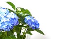 Very beautiful blue hydrangea flowers Royalty Free Stock Photo