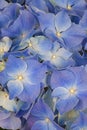 Very beautiful blue hydrangea flowers Royalty Free Stock Photo