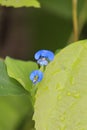 A very beautiful blue pagai flower, blurred background, Aceh