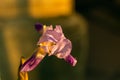 Very beautiful blue-purple iris flower close-up at sunrise Royalty Free Stock Photo