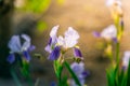 Very beautiful blue-purple iris flower close-up at sunrise Royalty Free Stock Photo