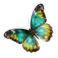 Very beautiful blue yellow green butterfly in flight isolated on a white background. Royalty Free Stock Photo