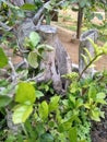 A very beautiful bonsai with a gray dry tree trunk