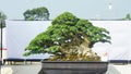 very beautiful bonsai plants displayed in contests or exhibitions