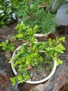 This is a very beautiful bonsai because it is well cared for