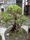 This is a very beautiful bonsai because it is well cared for