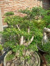 This is a very beautiful bonsai because it is well cared for