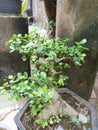 This is a very beautiful bonsai because it is well cared for