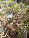 This is a very beautiful bonsai because it is well cared for