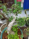 This is a very beautiful bonsai because it is well cared for