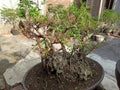 This is a very beautiful bonsai because it is well cared for