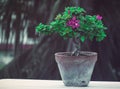 A very beautiful Bougainvillea Bonsai Royalty Free Stock Photo