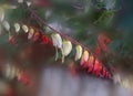 Bright close up fresh nature multicolored flower of Ipomoea lobata background