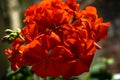 Very beautiful and bright geranium flower.