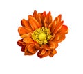 Very beautiful bright orange flower, isolated on